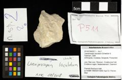 Foto (Objekt + Etiketten) von Laeviprosopon laculatum (Schweitzer & Feldmann, 2008) 
